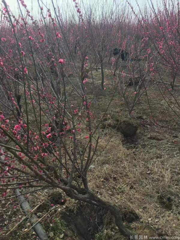 紅梅樹紅梅花圖片基地實(shí)拍