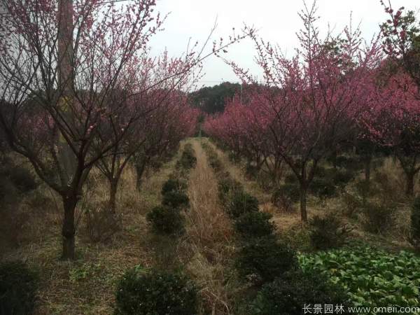 紅梅樹(shù)紅梅花圖片基地實(shí)拍