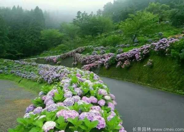 八仙花圖片基地實(shí)拍