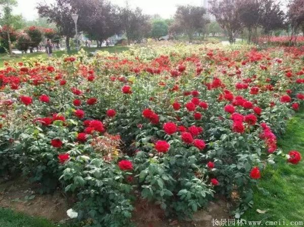 月季花圖片基地實拍