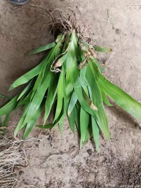 藍花鳶尾基地實拍圖片