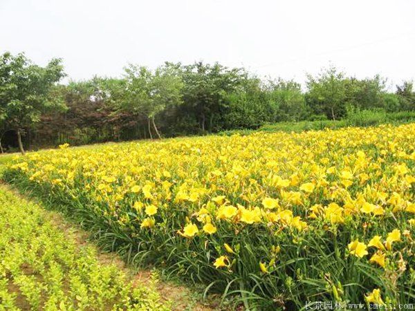 金娃娃萱草圖片基地實拍