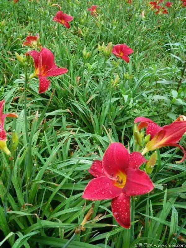 紅寶石萱草基地實拍圖片