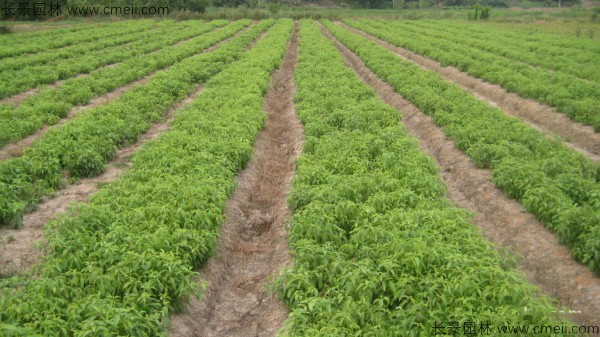 香樟樹(shù)小苗圖片