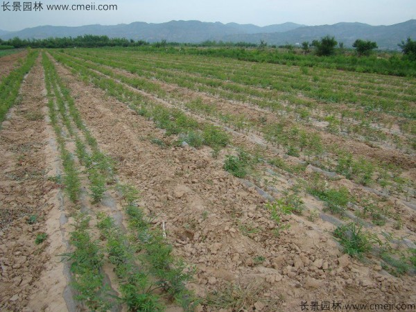 棗樹(shù)種子發(fā)芽出苗圖片