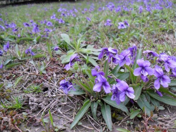 紫花地丁種子發(fā)芽出苗開花圖片