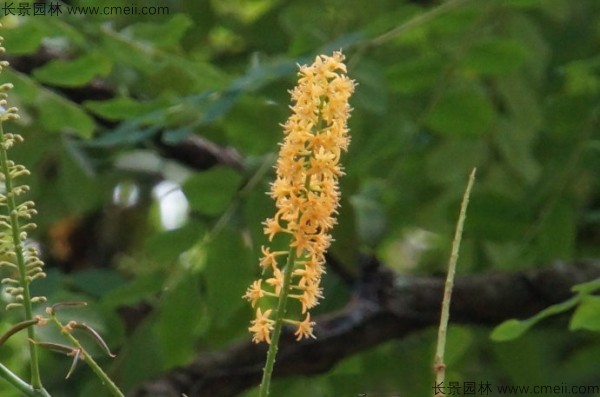 紅豆樹(shù)開(kāi)花圖片