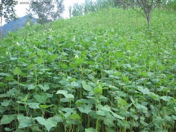 苦蕎麥種子發(fā)芽出苗圖片