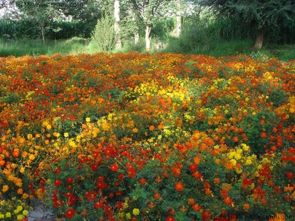 硫華菊種子發(fā)芽出苗圖片