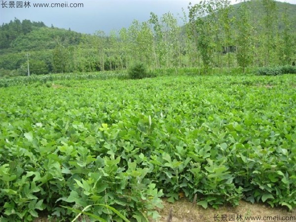 馬褂木種子發(fā)芽出苗圖片