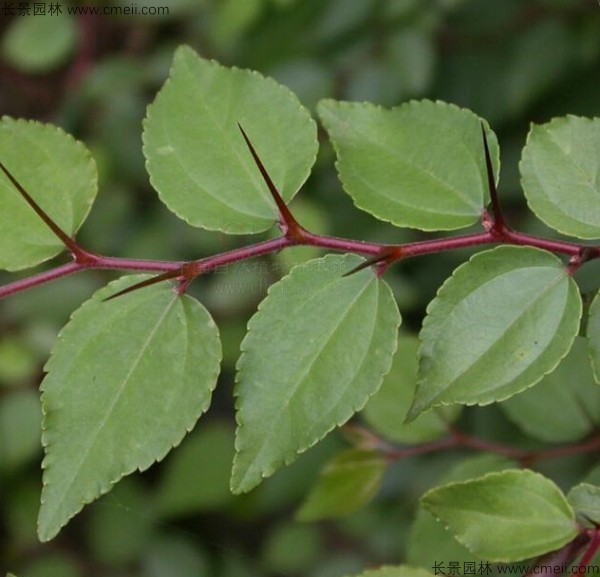 馬甲子種子發(fā)芽出苗圖片