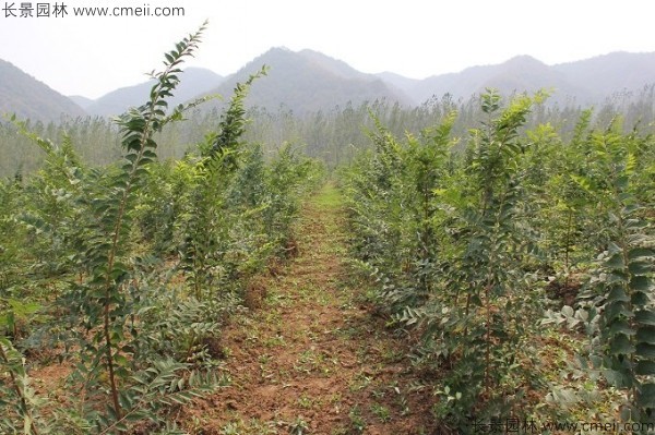 樸樹(shù)種子發(fā)芽出苗圖片