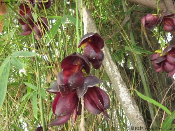 植物血藤開(kāi)花圖片