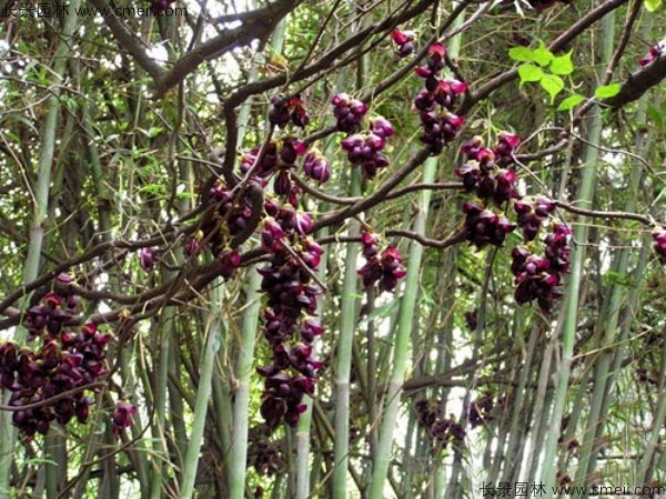 植物血藤開(kāi)花圖片