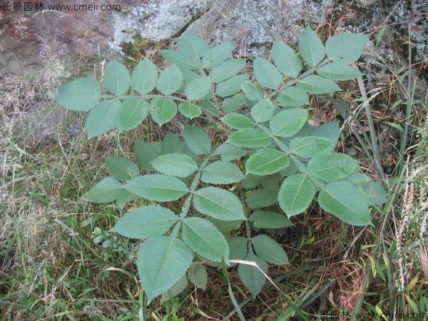 鹽膚木種子發(fā)芽出苗圖片