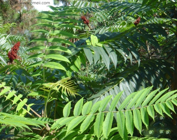 鹽膚木種子發(fā)芽出苗圖片