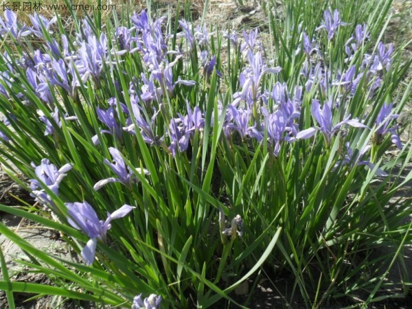 野花組合開(kāi)花圖片