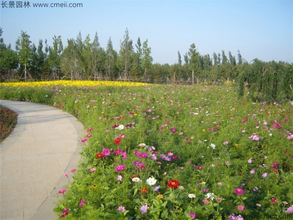 野花組合開(kāi)花圖片