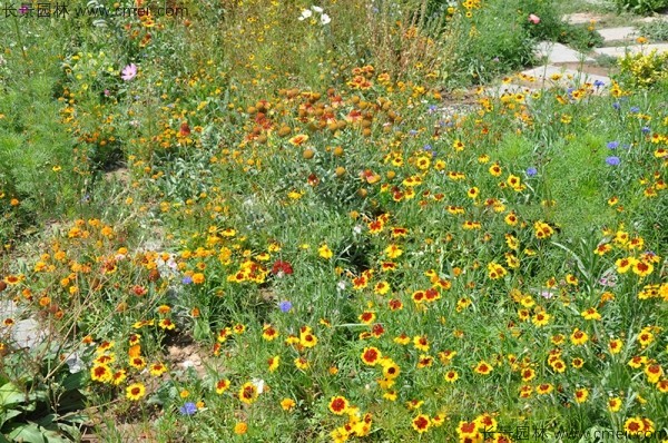 野花組合開(kāi)花圖片