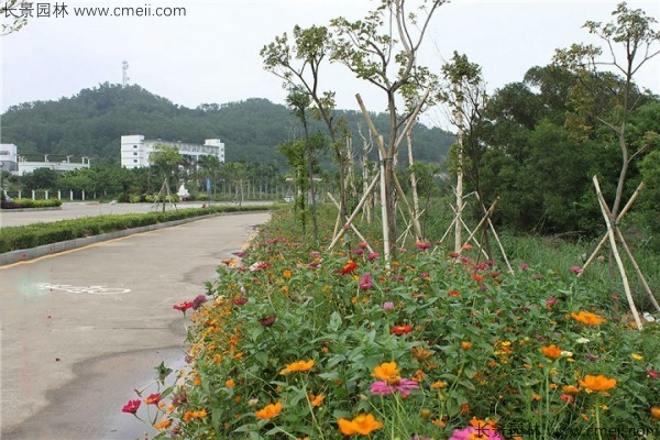 野花組合開(kāi)花圖片