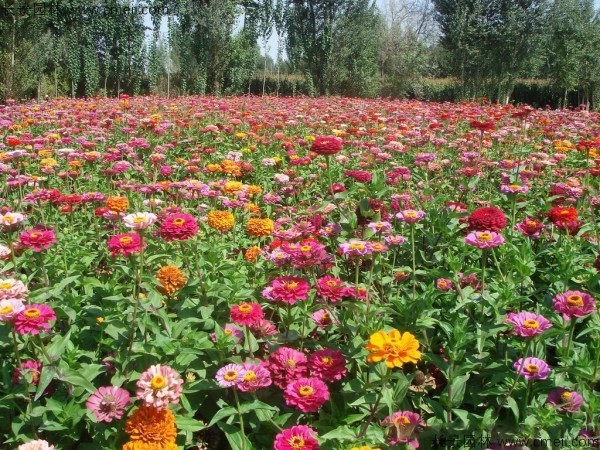 野花組合開(kāi)花圖片