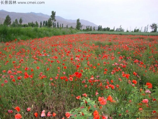 虞美人開(kāi)花圖片花海