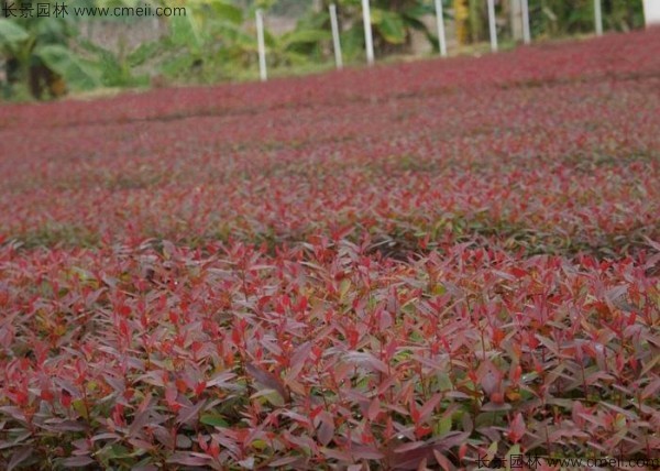 桉樹(shù)種子發(fā)芽出苗圖片