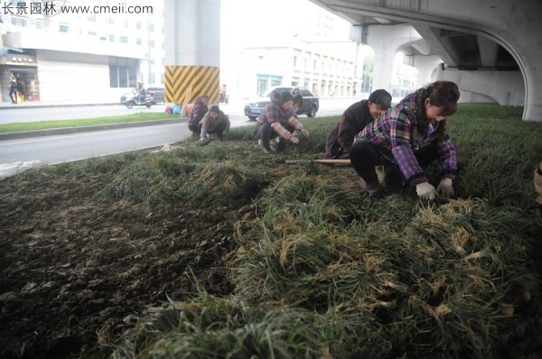 麥冬草種子發(fā)芽出苗開花圖片