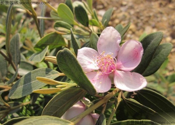 桃金娘開(kāi)花圖片