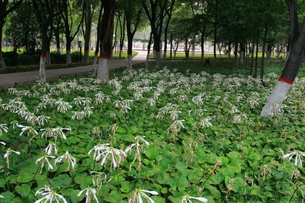 玉簪種子發(fā)芽出苗圖片