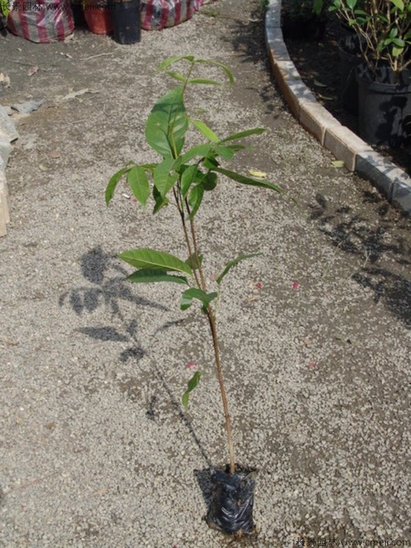 桃花心木種子發(fā)芽出苗圖片