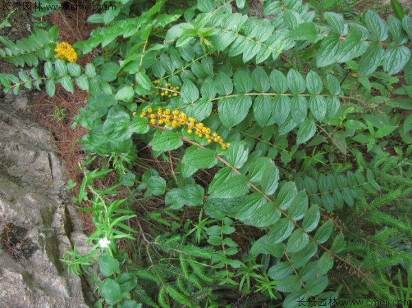 馬桑種子發(fā)芽出苗圖片