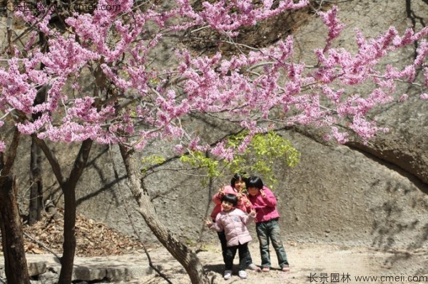 巨紫荊種子發(fā)芽出苗開(kāi)花圖片