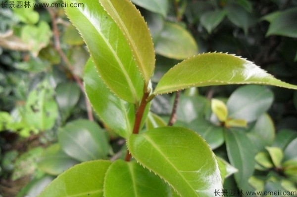 茶樹種子發(fā)芽出苗圖片