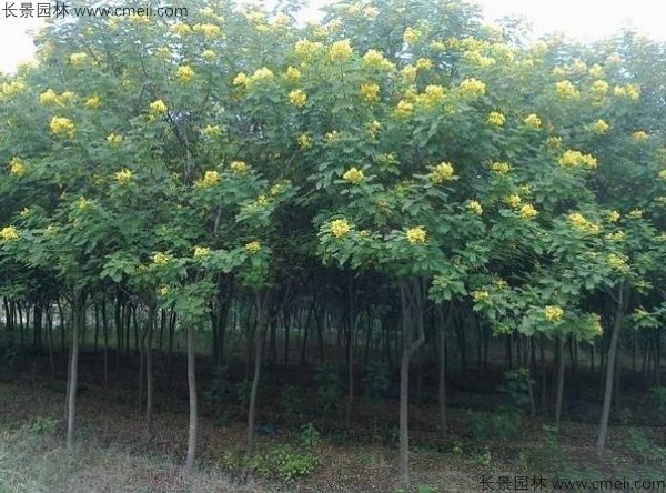 黃花槐種子發(fā)芽出苗開(kāi)花圖片