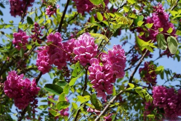 紅花槐種子發(fā)芽出苗開花圖片