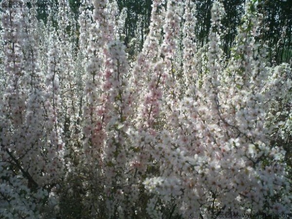 鈣果種子發(fā)芽出苗開(kāi)花結(jié)果圖片