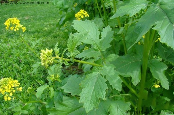 白芥子種子發(fā)芽出苗開花圖片