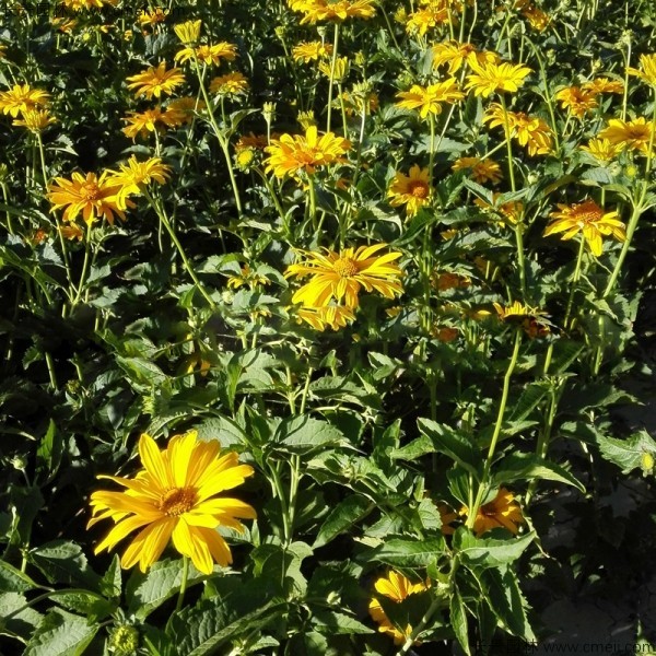 日光菊種子發(fā)芽出苗開花圖片