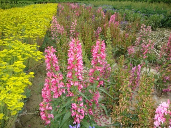 吊鐘柳種子發(fā)芽出苗開花圖片