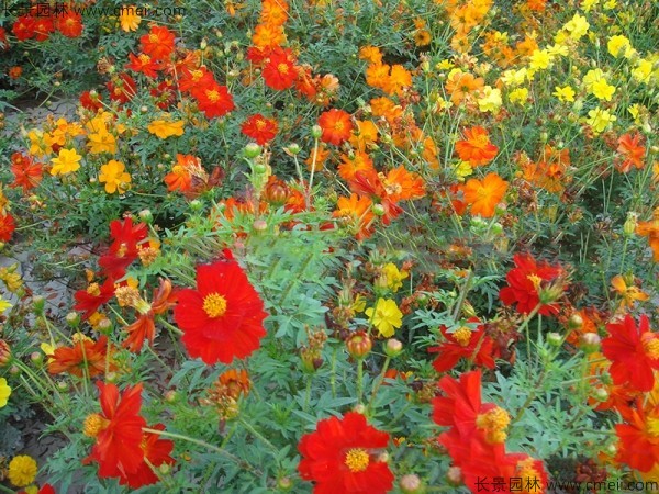 硫化菊種子發(fā)芽出苗開(kāi)花圖片