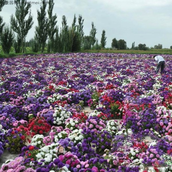 翠菊種子發(fā)芽出苗開(kāi)花圖片