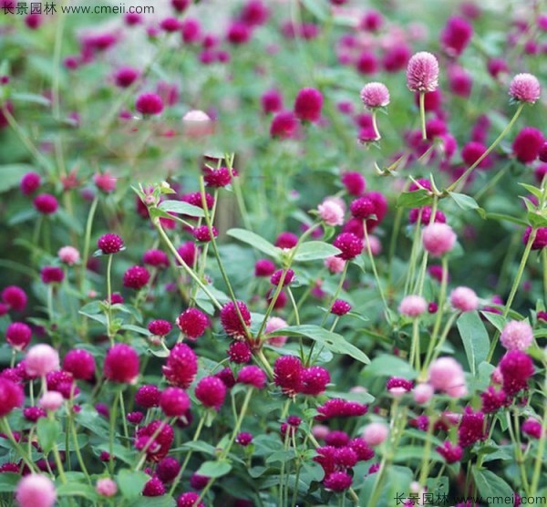 千日紫種子發(fā)芽出苗開花圖片