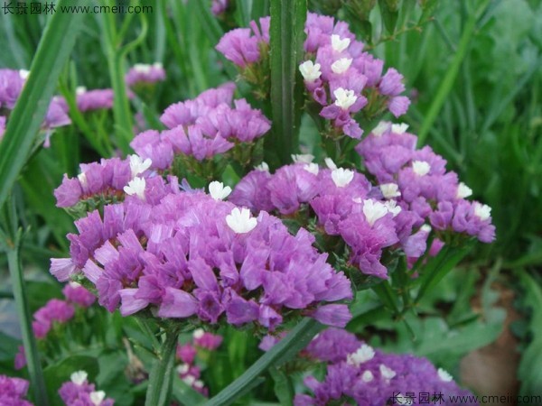 勿忘我種子發(fā)芽出苗開(kāi)花圖片