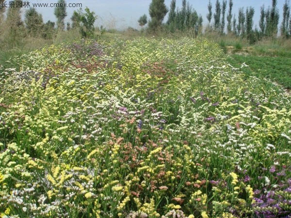 勿忘我種子發(fā)芽出苗開(kāi)花圖片