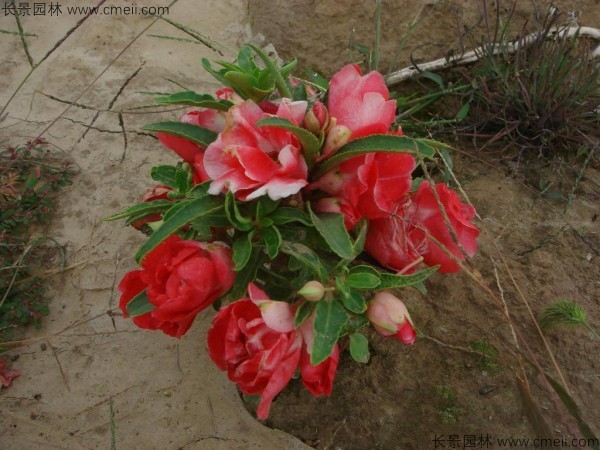 指甲花種子發(fā)芽出苗開花圖片