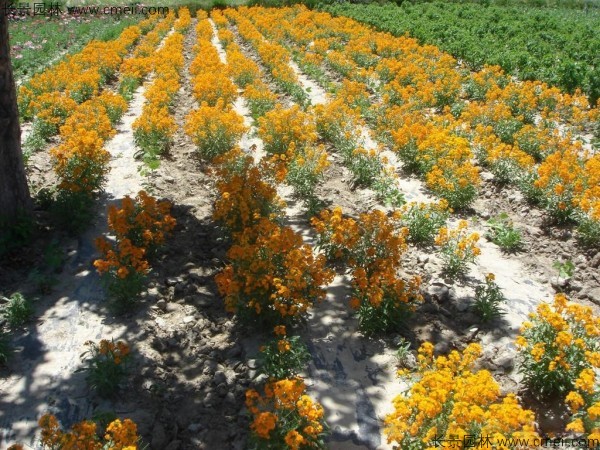 七里黃種子發(fā)芽出苗開花圖片