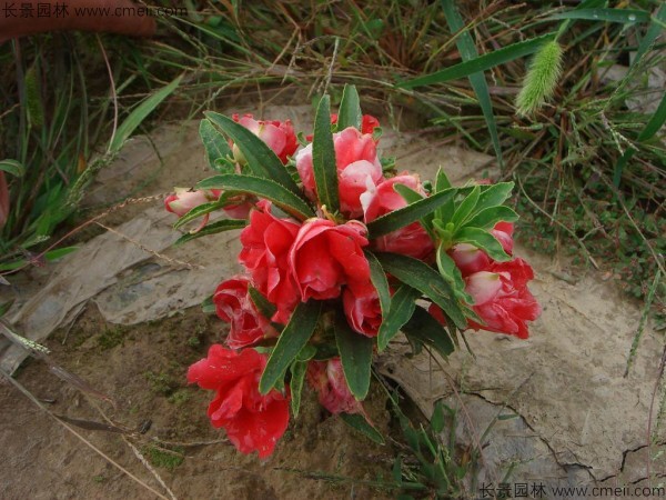 長(zhǎng)春花種子發(fā)芽出苗開(kāi)花圖片