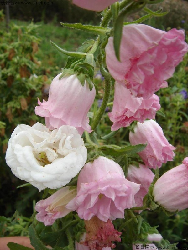 風鈴花種子發(fā)芽出苗開花圖片