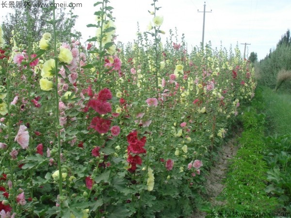 馬絡(luò)葵種子發(fā)芽出苗開(kāi)花圖片